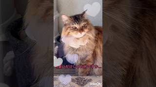 【猫】かわいいだけじゃだめですか… Cats! Is it not enough to just be cute ?