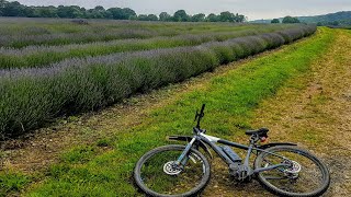 A Cycle To The Lavender Fields