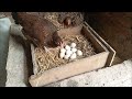 can a hen raise muscovy ducks hen hatching adventure