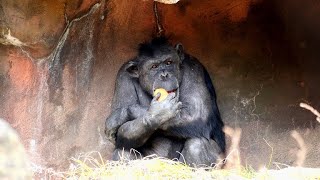 メスたち全員人工保育のチンパンジー（All females are artificially nursed chimpanzees）　のいち動物公園　チンパンジー　202202