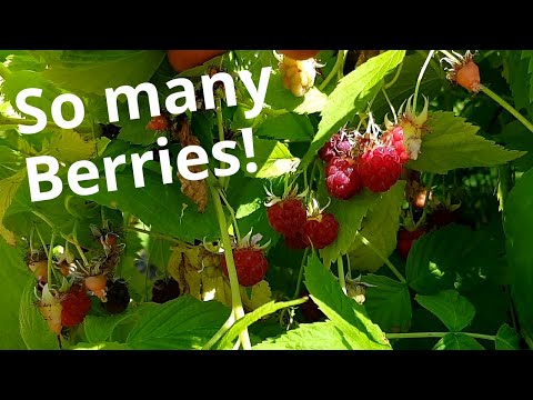 Do raspberry plants come back every year?