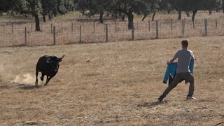 CAPEA WITH WILD COWS MATEO AND RODRIGO LIVESTOCK (WHAT A START...)