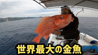 【スロージギング】久々の外洋ジギングで世界最大の金魚が釣れた！【奄美大島】