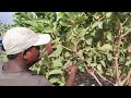 red diamond guava amrood ki cutting guava pruning how to prune guava red diamond guava plant