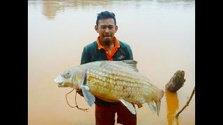 Temoleh 30kg sungai pahang,temerloh