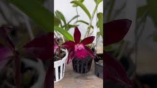 Cattleya sagari wax