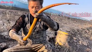 Three Clips Of Eels Catching | Eel Fish Catching Ep21