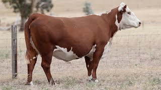 Lot 64 DAYL180 Days Whiteface Mature Cow Dispersal 2025