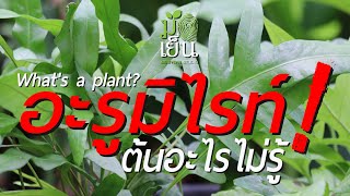 อะรูมิไรท์ ต้นอะไรไม่รู้ What's a plant? EP. 56