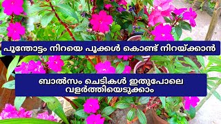 മുറ്റത്ത് നിറയെ പലനിറത്തിലുള്ള പൂക്കൾ | ബാൽസം ചെടി വളർത്താം | Balasam plant care