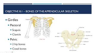 Ch. 8 - Appendicular Skeleton