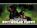 Rottweiler Puppy Bea - Video Diary Rottweiler Puppy Bea - Video Diary