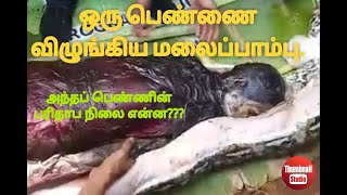 ஒரு பெண்ணை விழுங்கிய மலைப்பாம்பு.... பெண்ணின் பரிதாப நிலை என்ன????