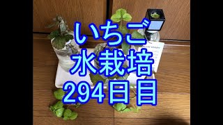 🍓いちご水栽培🍓043🍓294日目（42週間≒9ヶ月）🍓