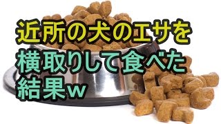 【2ch】近所の犬のエサを横取りして半年食べ続けた結果ｗ　niyakowa