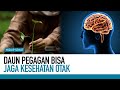 Kecerdasan Otak Meningkat Bila Konsumsi Daun ini? | Fakta Mitos