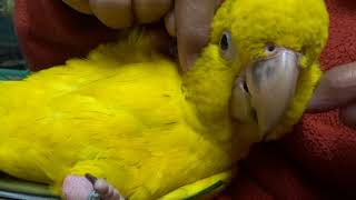 こんぱまる相生店　甘えん坊のニョオウインコ♂