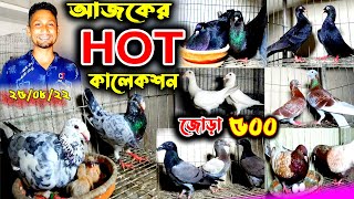 মাত্র 500 টাকায় কিনুন top-quality ফেন্সি কবুতর | কমদামে কবুতর কিনুন খামার থেকে |কবুতর বিক্রির ভিডিও