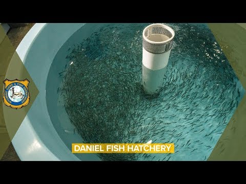 How many fish hatcheries are in Wyoming?