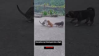 cat and two dogs#shorts #viral #comedy #trending #funny #reels #trending