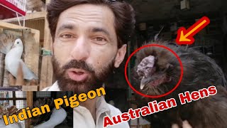 Australian Hens & Indian Pigeon🦃🕊️ |#viralhendesign#australianhen#pigeon#indianpigeons