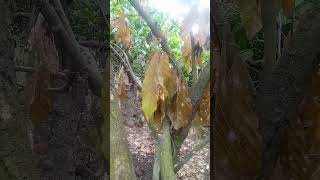 Ceratocystis cacaofunesta, causa la  enfermedad del mal de machete en el cacao #naturaleza