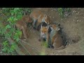 5 spielende Fuchswelpen 2023 🦊 – playing red fox cubs – 4K UHD  🦊