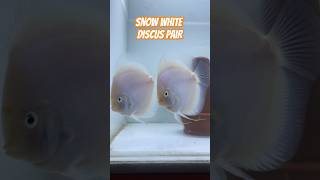 Snow white discus pair #fish #aquarium #breeding #fishing #fishtank #aquariumfish #breedingtank