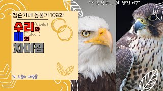 점순이네 동물기 103화 : 수리와 매의 차이점