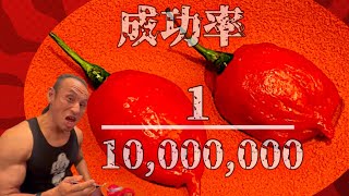 【激辛】完食賞金５億円！キャロライナリーパー投入シン•ジャンボ餃子完食チャレンジ!!