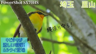 《キビタキまみれ》キビタキの喧嘩に翻弄されてたら初のメスも登場【コンデジ野鳥撮影Vlog】