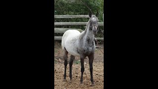 2022 Foundation Appaloosa Filly