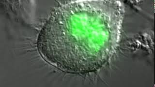 Fluorescent histone H2B expressing cell