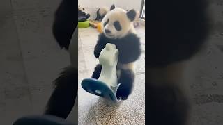 【可愛い】パンダちゃん落下集　Giant Panda Cub Fall Compilation      #shorts  #animals