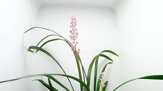 Time Lapse of Liriope Flower