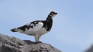 立山・室堂平へライチョウに会いに行く