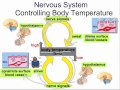 Endocrine System