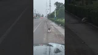 一定是捡到钱了，看狗狗走路的姿势都要乐上天了 The dog must have found the money, the dog is so happy