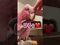 カキカキをやめると急に真顔になるオウム【おしゃべりモモイロインコの春ちゃん】