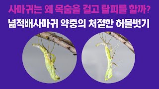 어린 사마귀의 극적인 탈피 장면