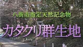 カタクリ群生地 八街市