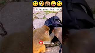 What are monkey biscuits 😜 |#shorts #viral