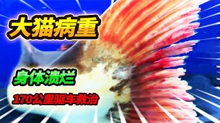 78公分大猫突然病重，浑身腐烂鱼鳍露骨，驱车170公里火速救治