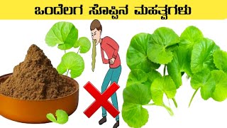 ಒಂದೆಲಗ ಸೊಪ್ಪಿನ ಮಹತ್ವಗಳು ⚡health Benifits of brahmi leaves ⚡ondelaga soppu