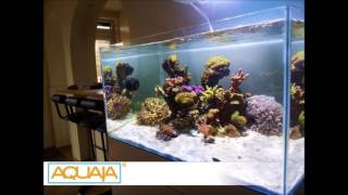 Aquaja Diamond - Custommade Aquariums