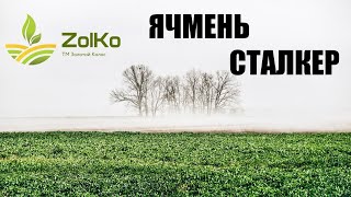 Яровой Ячмень Сталкер