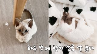 고양이 합사가 이렇게 쉽다고..? | 데본렉스 성묘&아기냥 브이로그. 🍀