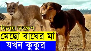 A Dog's Way Home Movie explanation In Bangla Movie review In Bangla | Random Video Channel