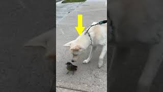 When Your Dog Meets a Bird... and Has Ornithophobia