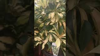 schefflera arboricola ต้นหนวดปลาหมึกแคระใบด่าง